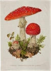 Ręcznik kuchenny - Muchomor - zdjęcie