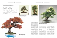 Bonsai to może być proste, zdjęcie 3