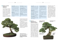 Bonsai to może być proste, zdjęcie 2