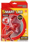 Zestaw Naukowca Anatomia Jaszczurka Mega Creative 567931 - zdjęcie
