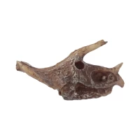 Zestaw archeologiczny 'Wykop to sam' - Czaszka dinozaura, zdjęcie 10