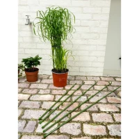 Podpora Tyczka do Roślin 6SZT 50-80CM Kinzo, zdjęcie 3