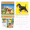 Kalendarz 2026 ścienny 30x30 Psy HELMA - zdjęcie