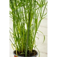 Podpora Tyczka do Roślin 6SZT 50-80CM Kinzo, zdjęcie 12