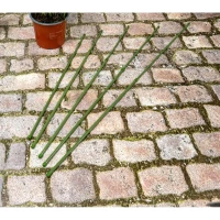 Podpora Tyczka do Roślin 6SZT 50-80CM Kinzo, zdjęcie 10
