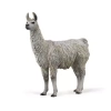 Lama - zdjęcie