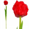 Tulipan Czerwony 38CM Jak Żywy Dekoracja Wiosenna - zdjęcie