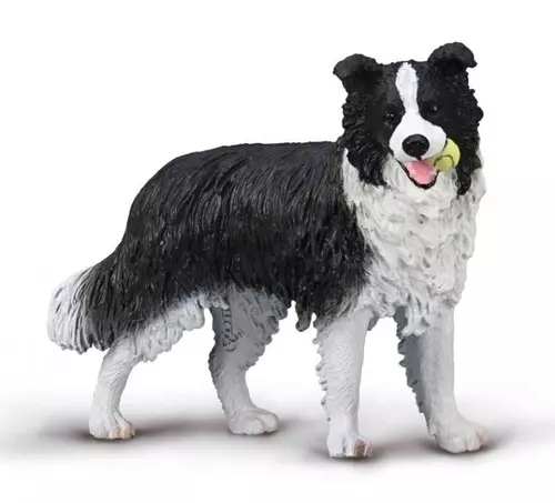 Border Collie - Gry