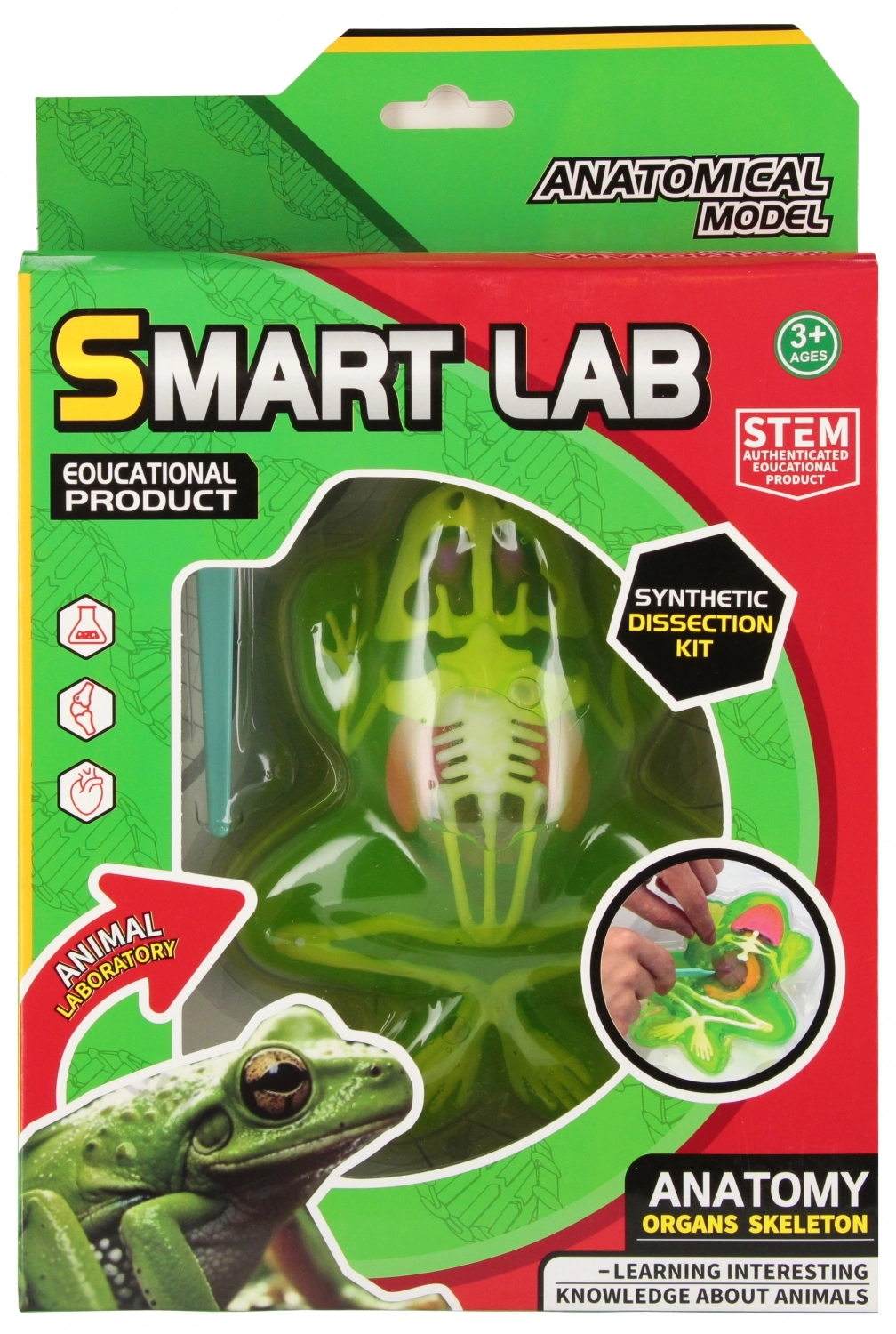 Zestaw Naukowca Anatomia Żaba Mega Creative 571665 - Zabawki