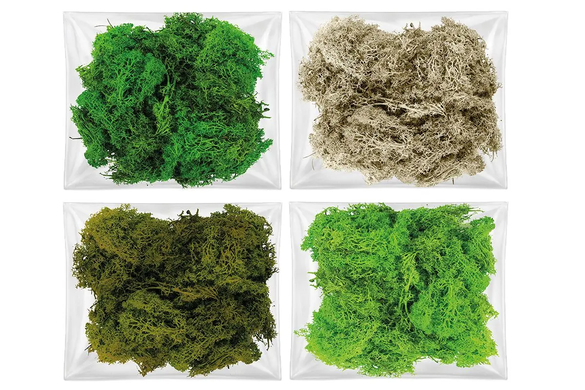 Dekoracja dekoracja florystyczna mech chrobotek reniferowy Titanum (100 gram) - Książki