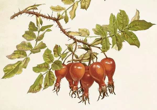 Karnet ST430 B6 + koperta Dzika róża - Papiernicze i szkolne