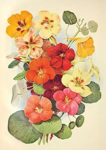 Karnet ST532 B6 + koperta Nasturcja - Papiernicze i szkolne