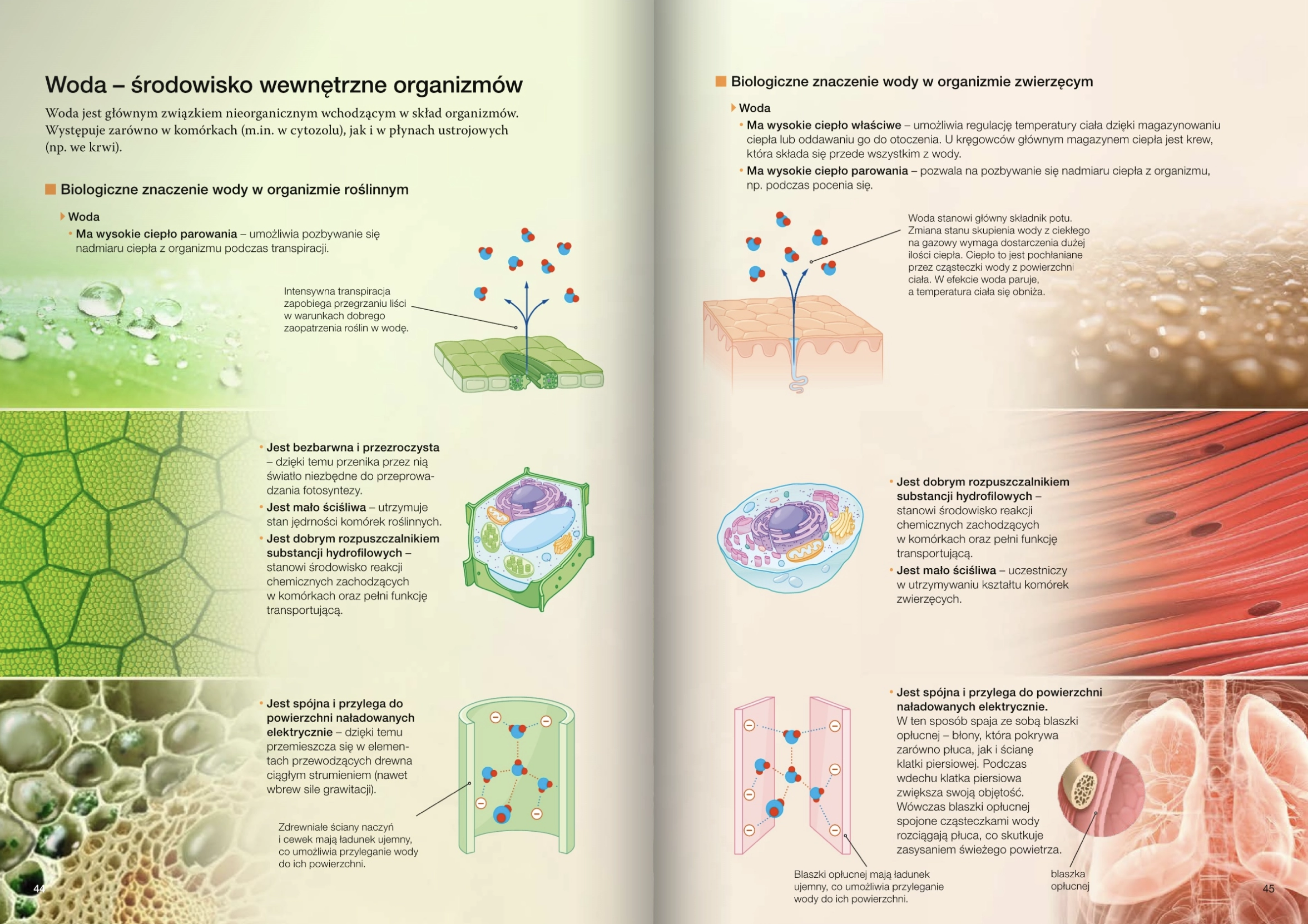 Nowa Biologia na czasie 1. Podręcznik dla liceum ogólnokształcącego i