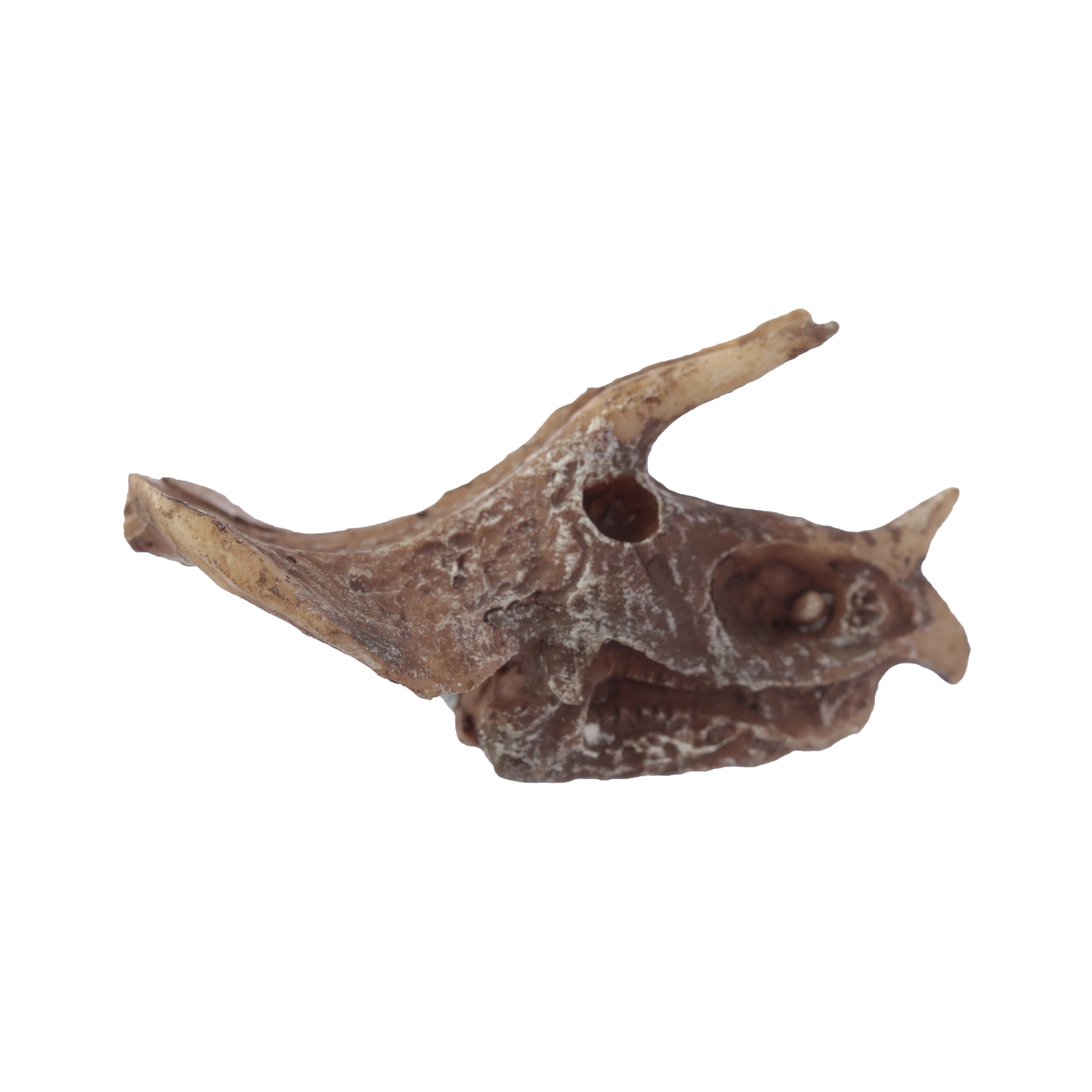 Zestaw archeologiczny 'Wykop to sam' - Czaszka dinozaura - Zabawki