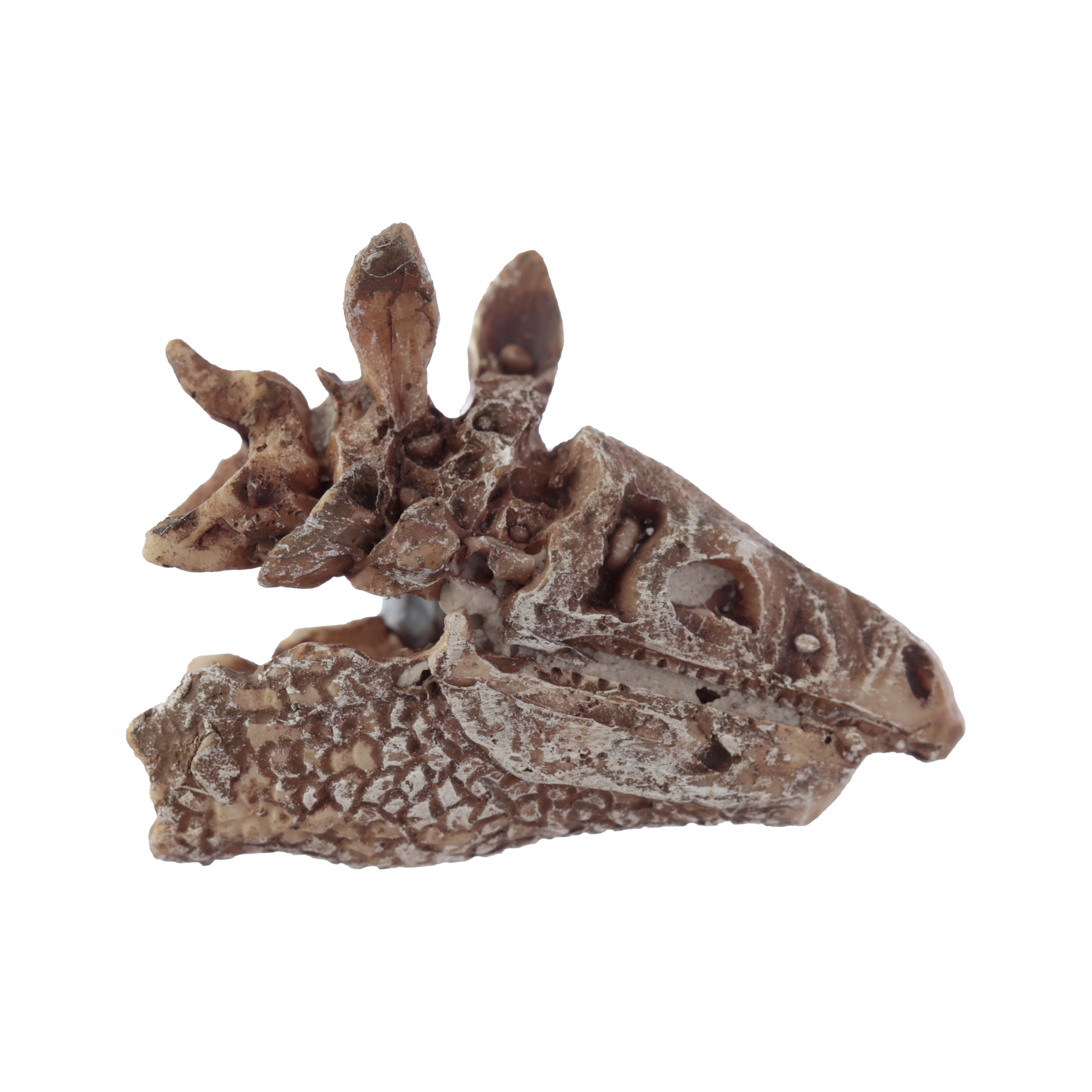 Zestaw archeologiczny 'Wykop to sam' - Czaszka dinozaura - Zabawki