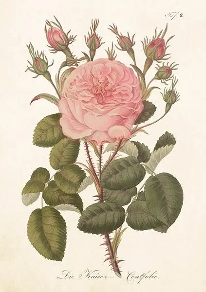 Karnet ST540 B6 + koperta Róża - Papiernicze i szkolne