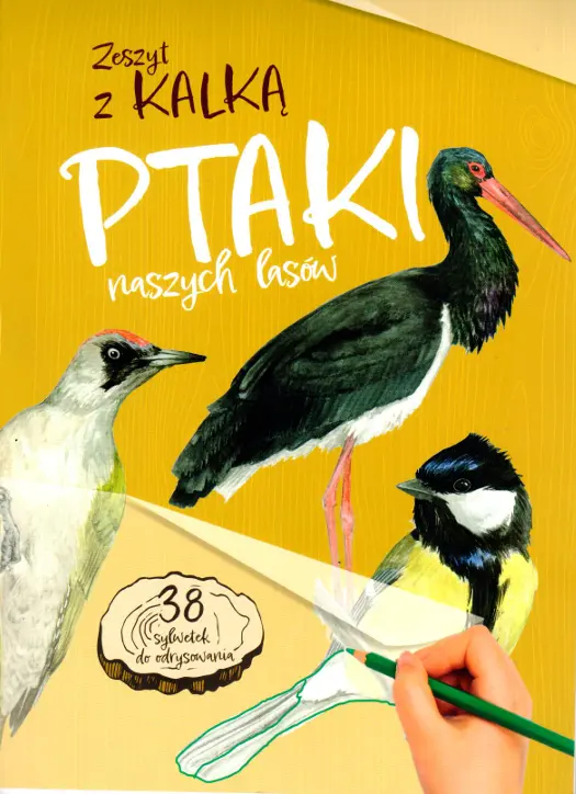 Ptaki naszych lasów. Zeszyt z kalką - Książki