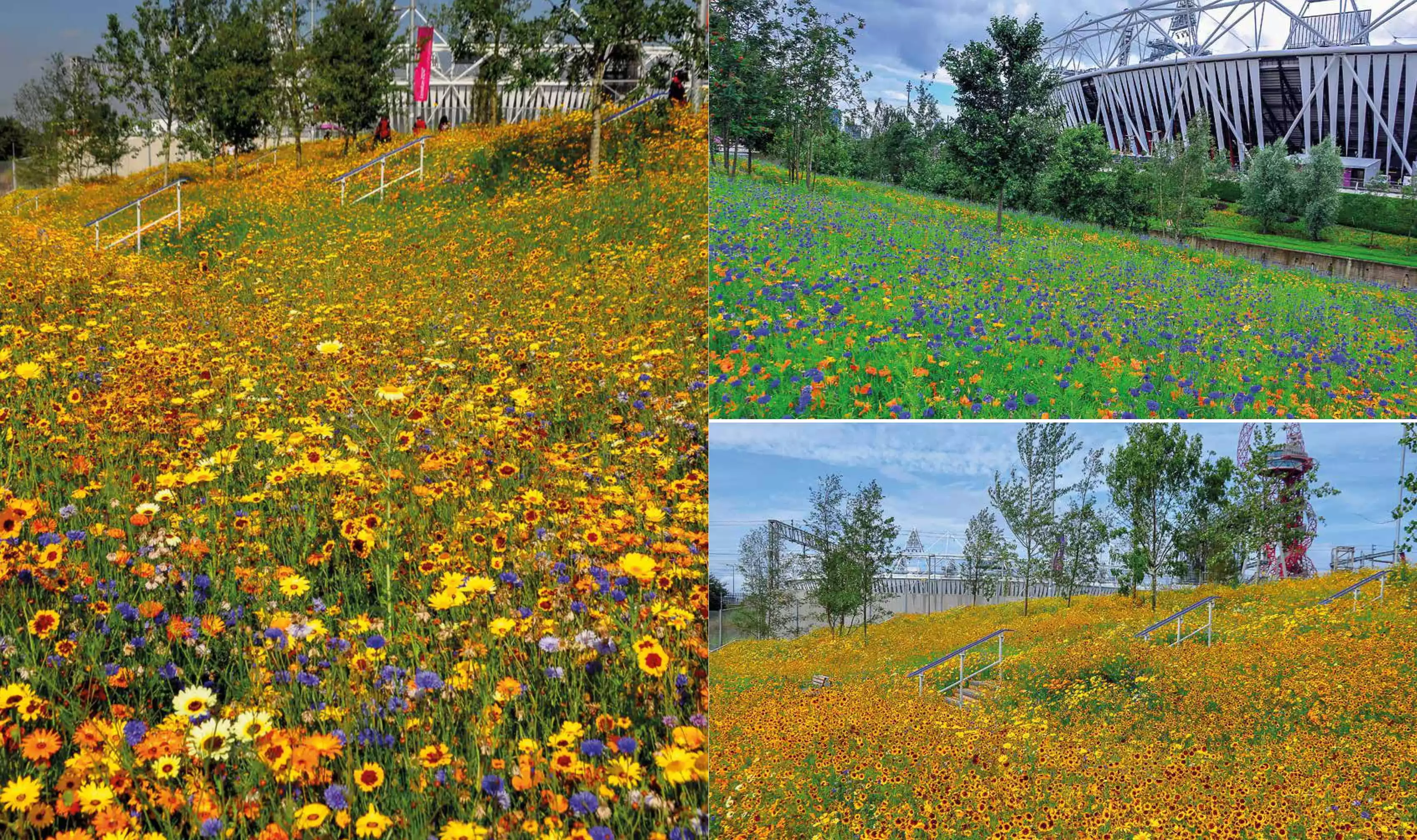 Projektowanie ogrodów naturalistycznych. Podstawowe zasady - Książki