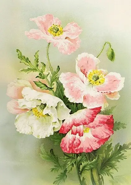 Karnet ST533 B6 + koperta Maki - Papiernicze i szkolne