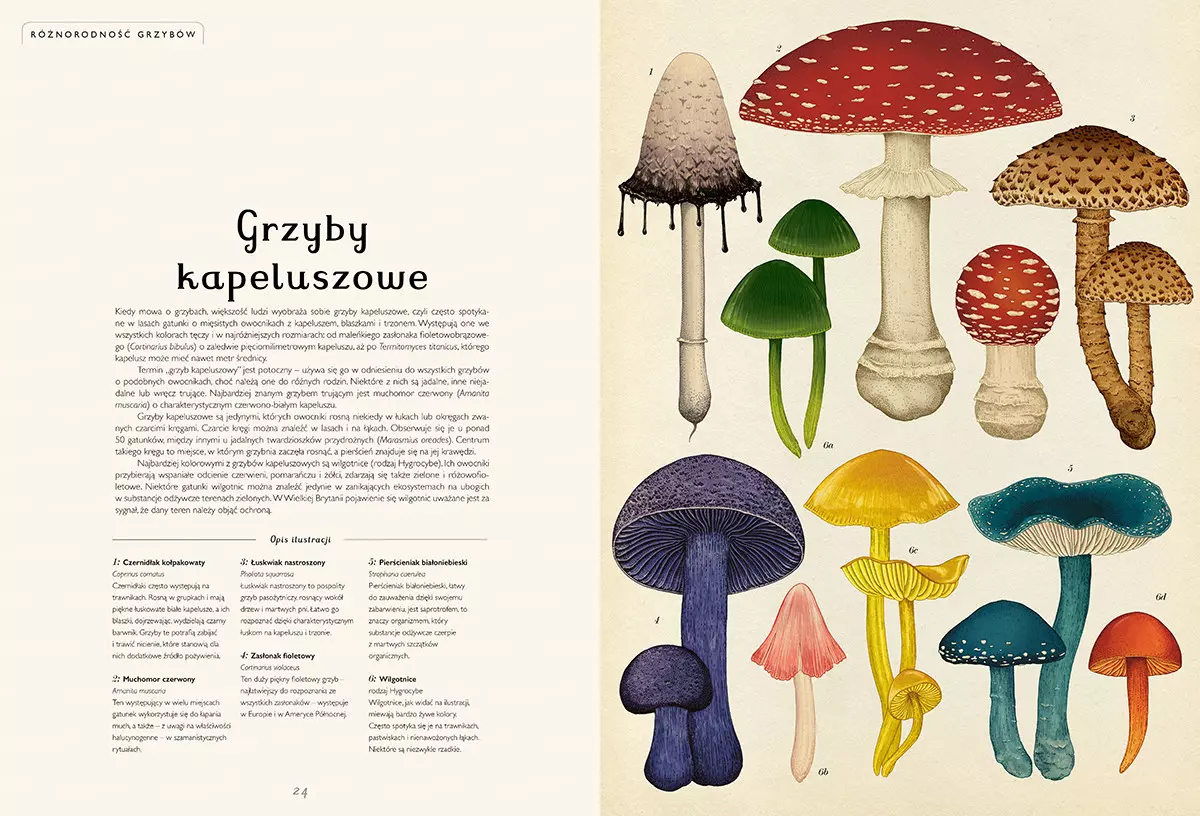 Fungarium. Muzeum grzybów - Książki