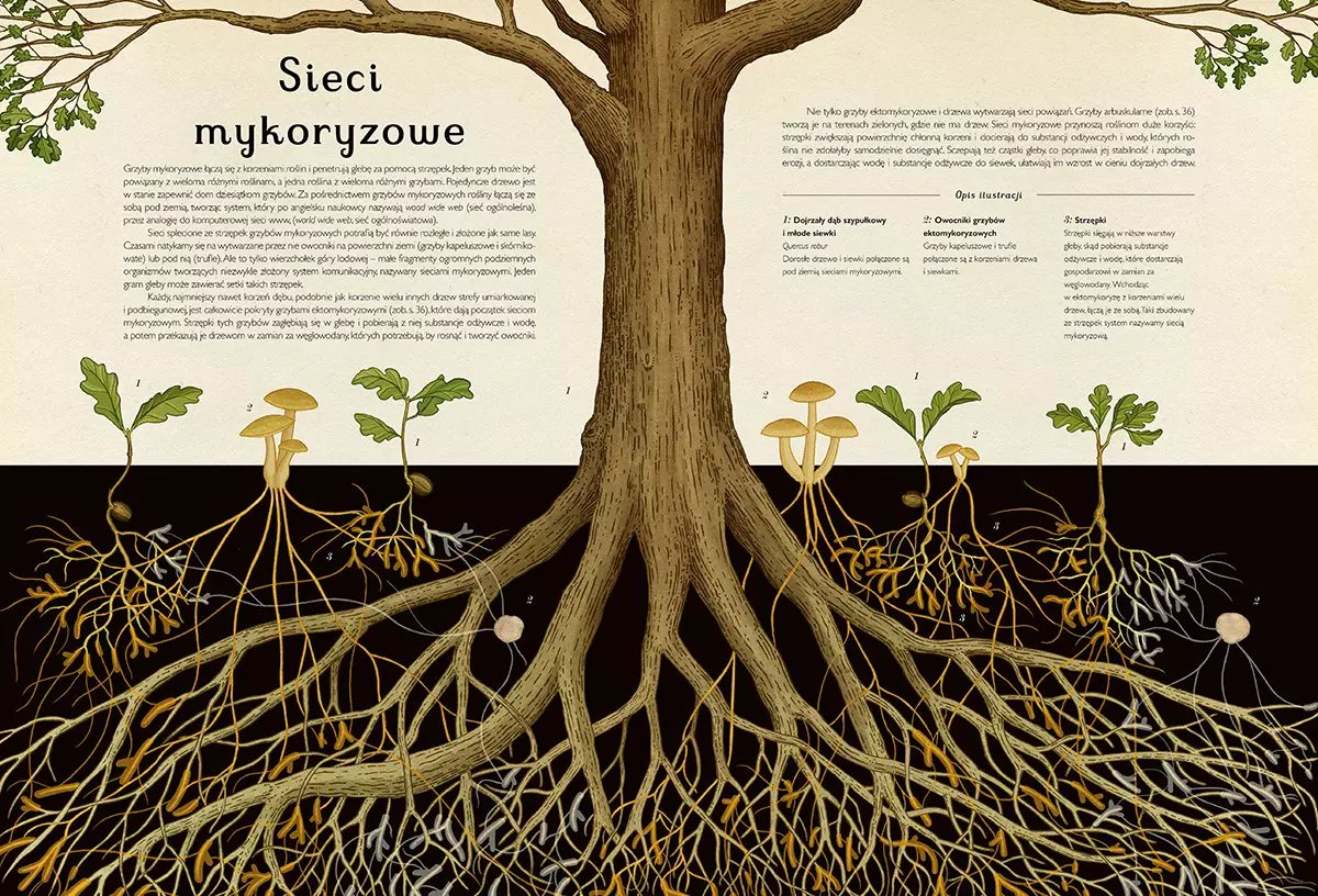 Fungarium. Muzeum grzybów - Książki