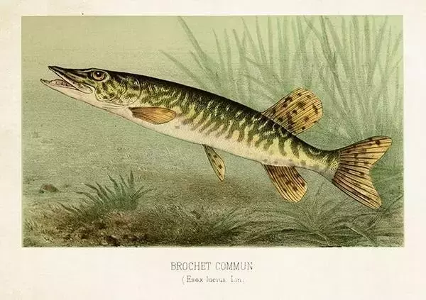 Karnet ST478 B6 + koperta Szczupak - Papiernicze i szkolne